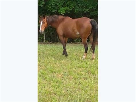 Gaited horses for sale in georgia. Things To Know About Gaited horses for sale in georgia. 